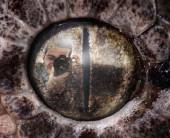 Reklāma fotoaparātiem