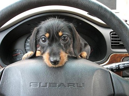 suns subaru suns subaru