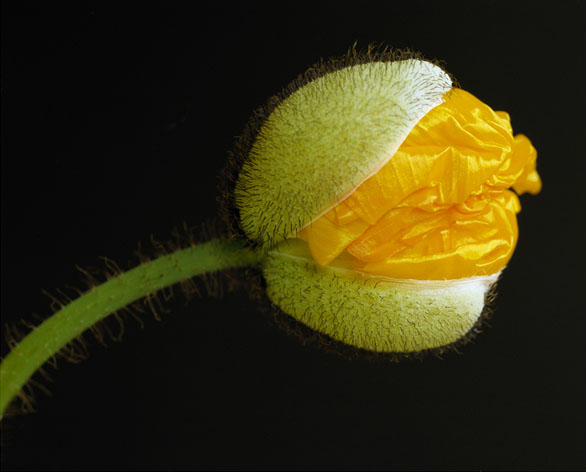 Andris Zēgners. Fotogrāfijas no cikla "Signum florentis". 2010. Autora īpašums.