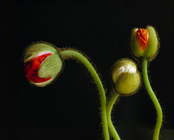 Andris Zēgners. Fotogrāfijas no cikla "Signum florentis". 2010. Autora īpašums. Andris Zēgners. Fotogrāfijas no cikla "Signum florentis". 2010. Autora īpašums.