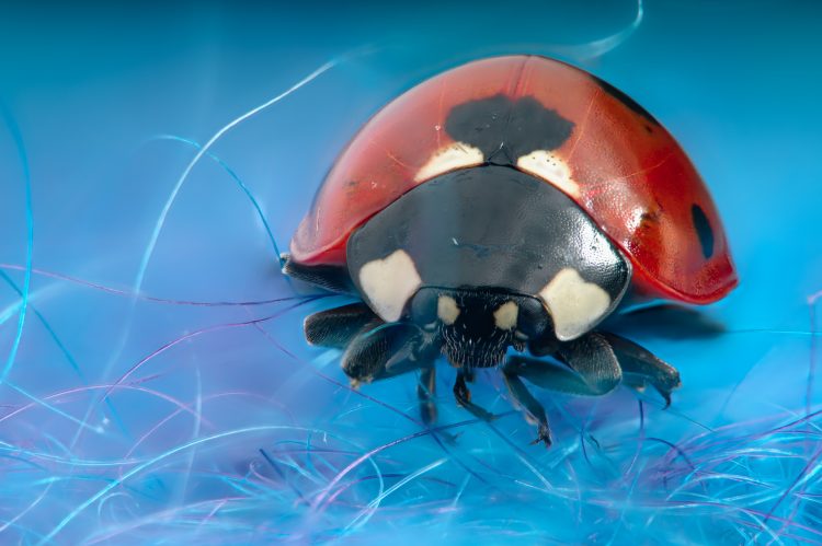 Seven Spot Ladybird Seven Spot Ladybird
