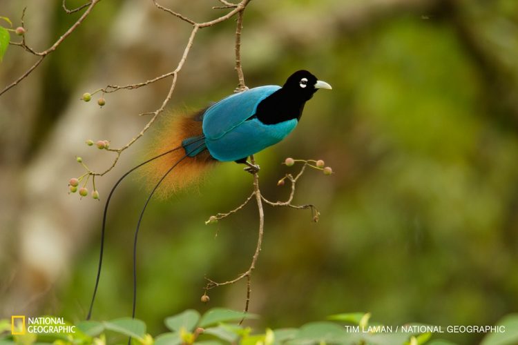 Tim Laman National Geographic Tim Laman National Geographic